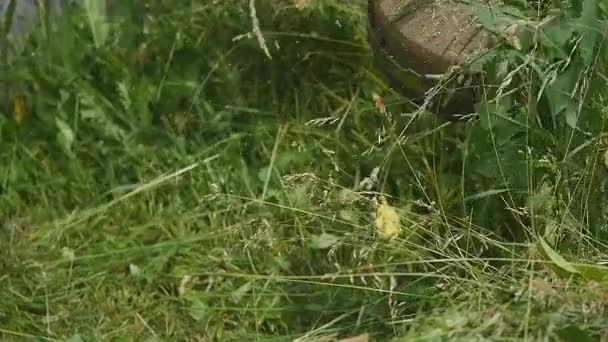 Corta-relva cortando grama em câmera lenta — Vídeo de Stock