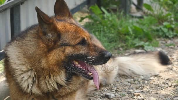 家畜飼育場.ジャーマン ・ シェパードのようなうれしそうなかわいい犬 — ストック動画