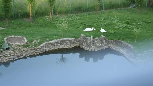 Schwan wandert Gras in der Nähe des Sees zwei Schwäne, die auf einer Wiese grasen und Gras fressen. Schwan frisst das Gras. ein Schwan geht auf den Rasen und knabbert am Gras — Stockvideo