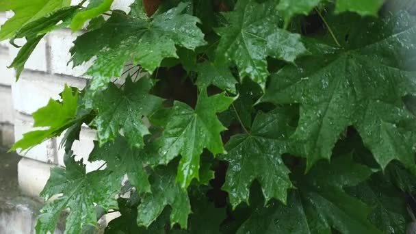 Belles feuilles vertes d'un érable avec de la pluie tombant sur eux — Video