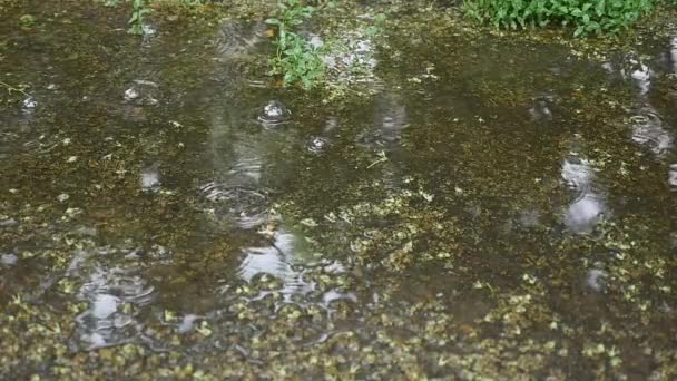 Gotas de lluvia goteando en un charco - cámara lenta — Vídeo de stock