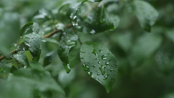 Tree leaves with raindrops sway, close-up — Stock Video