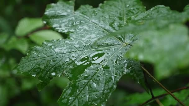 Une goutte de pluie tombe sur une feuille d'érable, gros plan — Video