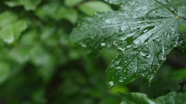 Una gota de lluvia cae sobre una hoja de arce, de cerca — Vídeos de Stock