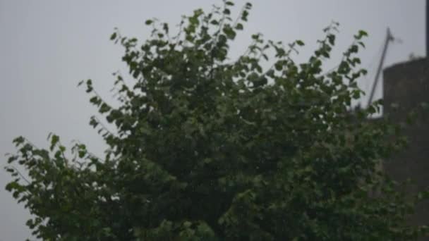 Feuillage vert sous la pluie. pluie d'été. feuilles humides — Video