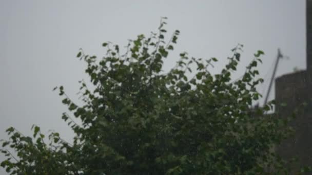 Groene gebladerte in de regen. zomerregen. natte bladeren — Stockvideo