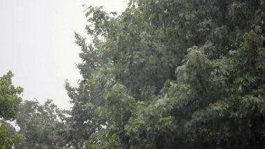 Şiddetli yağmur, güçlü Rüzgar ağaçları, yağmur suyu drenaj dalları sallar