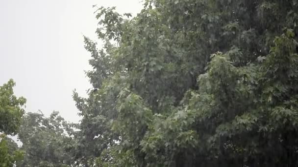 Chuva pesada, vento forte abala os ramos das árvores, drenos de água da chuva — Vídeo de Stock