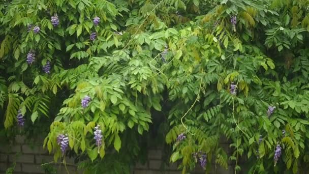 Pioggia pesante, forte vento scuote i rami degli alberi, scarichi di acqua piovana — Video Stock