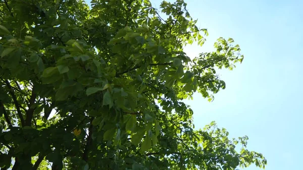 Up view on tree and clouds on blue sky — Stock Photo, Image