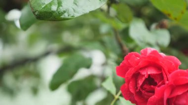 Kırmızı gül bud makroyu kapatın. Kırmızı gül suyu damla