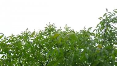 ceviz gökyüzü arka plan üzerinde yağmur damlaları