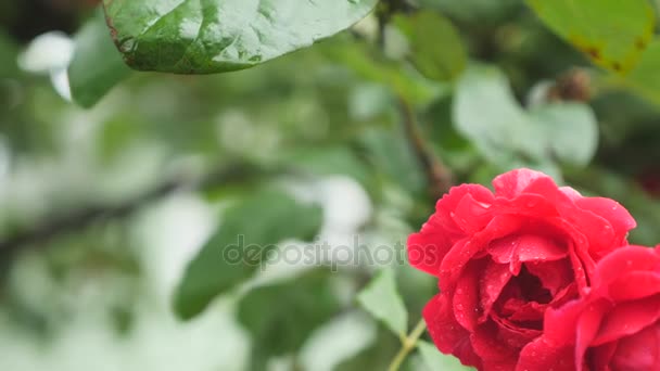 Red rose bud close up macro. gouttes d'eau de rose rouge — Video