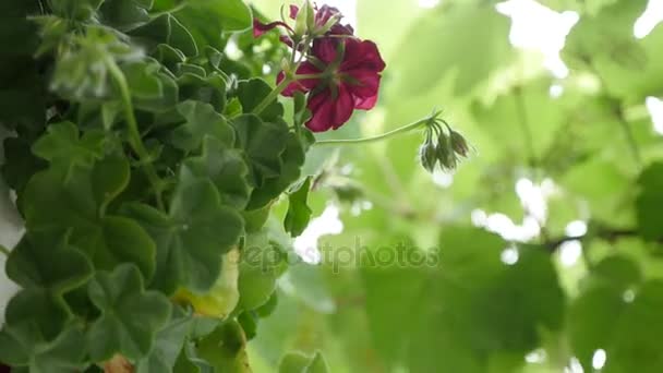 Misérable bégonia. Bégonia rouge en fleurs. Gros plan — Video