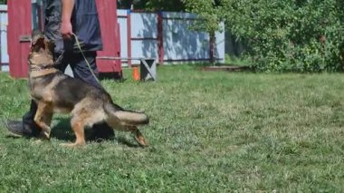 Genç bir adam bir köpek eğitim
