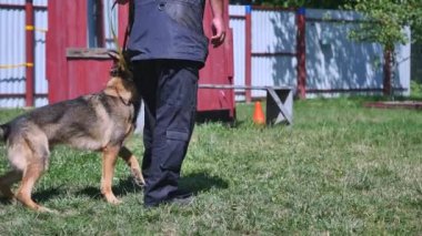 Genç bir adam bir köpek eğitim
