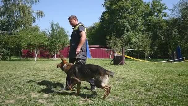 Обучение рабочей собаки на открытом воздухе — стоковое видео