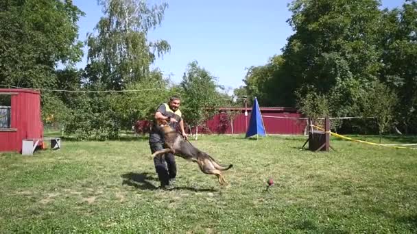 Люди и животные, человек, работающий в качестве собаки тренер — стоковое видео