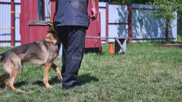 Ein junger Mann, der einen Hund trainiert — Stockvideo