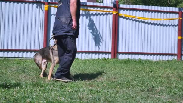 训练一条狗一名年轻男子 — 图库视频影像
