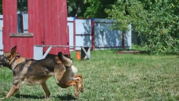 Ein junger Mann, der einen Hund trainiert — Stockvideo