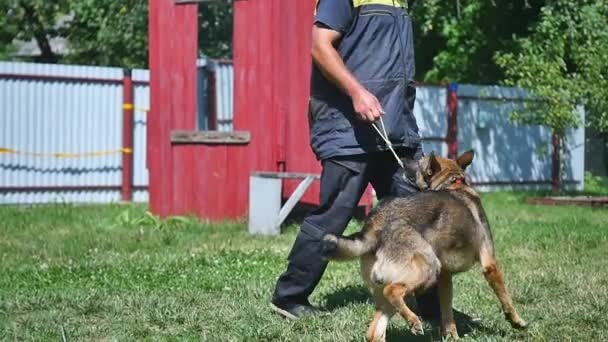 Um jovem treinando um cachorro — Vídeo de Stock