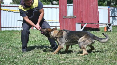 İnsanlar ve hayvanlar, antrenör köpek gibi çalışan adam