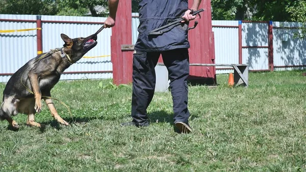 People and animals, man working as dog trainer