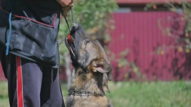 Açık havada çalışan köpek eğitim