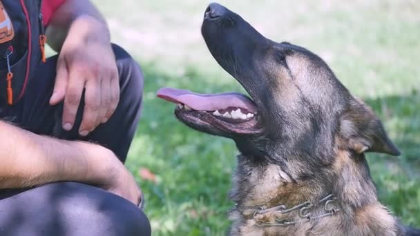 German Shepherd dog sitting in the grass and looking to the trainer — Stock Video