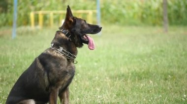 Alman çoban köpek yeşil bir genç çimenlerin üzerinde oturur. yakın çekim