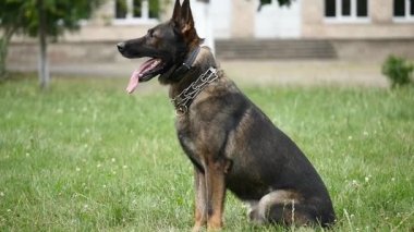 Alman çoban köpek yeşil bir genç çimenlerin üzerinde oturur. yakın çekim