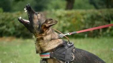 Açık havada saldırgan safkan bir Alman çoban köpeği portresi.
