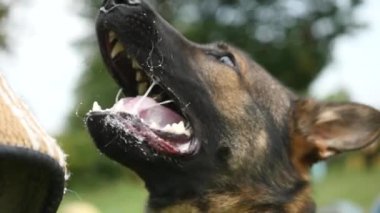Açık havada saldırgan safkan bir Alman çoban köpeği portresi.