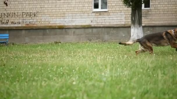 German Shepherd Runs In The Grass — Stock Video