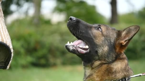Açık havada saldırgan safkan bir Alman çoban köpeği portresi. — Stok video