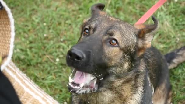 Portrait of an aggressive purebred german shepherd outdoors — Stock Video