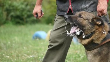 Alman çoban köpek eğitim eğitmen saldıran