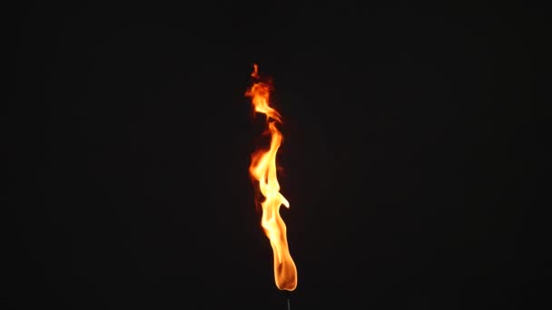 在黑色背景上的垂直单火炬火焰 — 图库视频影像