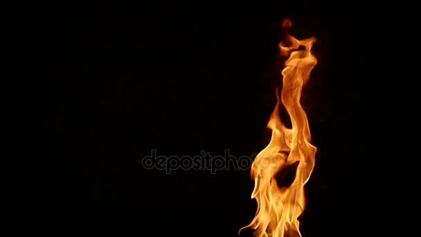 Tongues flame on a black background, slow motion — Stock Video