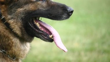Alman çoban köpek yeşil bir genç çimenlerin üzerinde yatıyor. yakın çekim