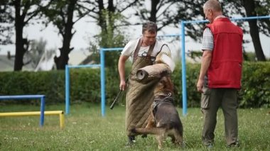 Alman çoban köpek eğitim eğitmen saldıran