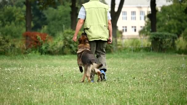 El hombre es entrenador de perros con pastor alemán va en la hierba en el día de verano — Vídeos de Stock