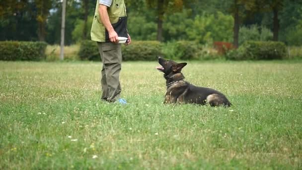 Opleiding hond. Man onderwijs opdrachten zijn Duitse herder — Stockvideo