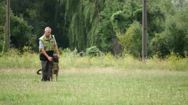 Mannen är hundtränare med Schäfer körs på gräs sommardag — Stockvideo