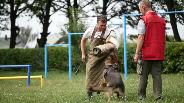 Немецкая овчарка на тренировке атакующего тренера — стоковое видео