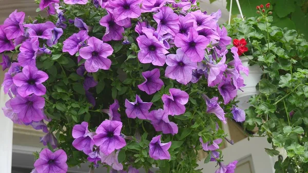 Púrpura violeta petúnia hybrida flor cama fundo floral. Flores florescendo em cesta de jardim, canteiro de flores. Primavera tempo natureza fundo — Fotografia de Stock