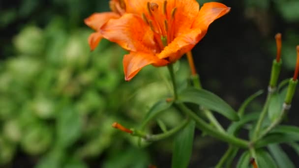 Gros plan sur la fleur exotique de lis de jour orange 