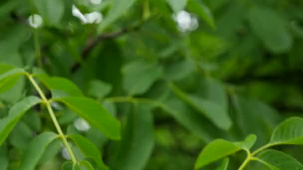 Gotas de lluvia sobre fondo de naturaleza de nuez — Vídeo de stock