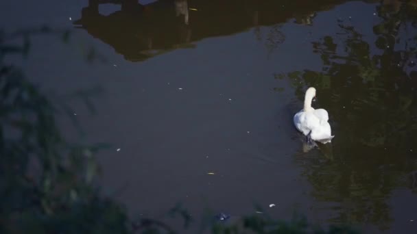 Enda vit svan simmar på mörka vattnet i sjön — Stockvideo